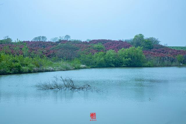 蜀山的具体位置在哪啊，蜀山位于哪里（徜徉在春色染透的田园风光里）
