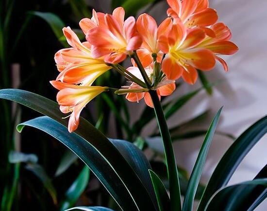 君子兰为什么不能送人，送人君子兰的寓意（送人君子兰的寓意是什么）