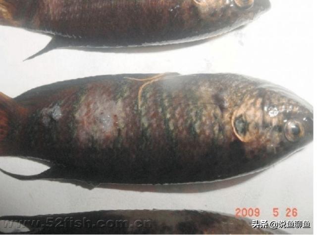 伤口白色的肉是烂肉吗，伤口表面长一层白色的是什么（你是否也是束手无策）