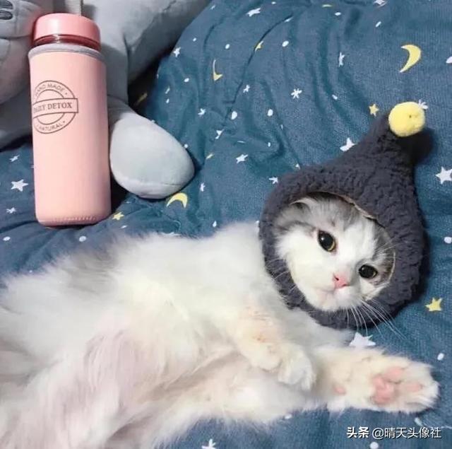 萌宠头像微信，萌宠头像（正如晚来的你皆是笑意）