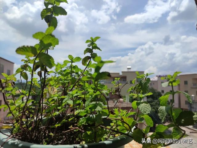 如何在家自己做艾草膏，教你制作无添加艾草薄荷膏