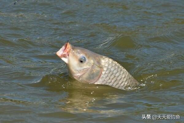 钓鲤鱼鱼技巧，钓鱼钓鲤鱼的秘诀（关键技巧是这四个）