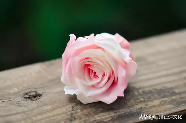 曱甴是什么意思，曱甴是什么意思啊（爿：这些汉字天生一对）