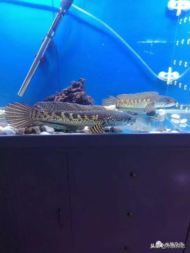 雷龙鱼正确喂食方法，雷龙鱼苗喂食（眼镜蛇雷龙入门必看）