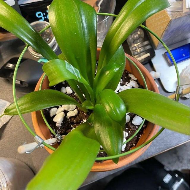 金鱼草怎么养，1种花长得像金鱼（金鱼草怎么养殖维护啊）