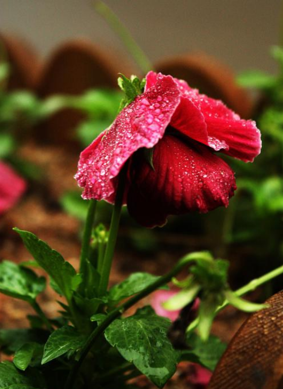 含雨的诗句，含雨的诗句连续两句（诗词鉴赏-十三首夏雨诗词）