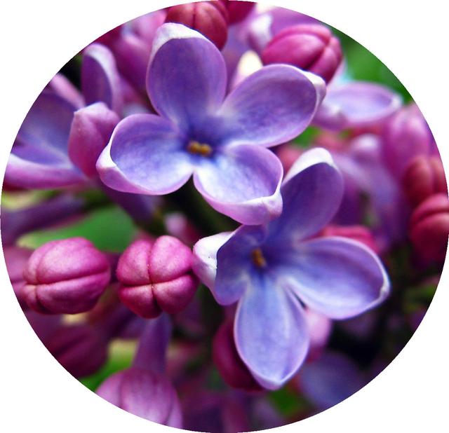 花朵风景头像 十里微信，花朵风景头像 十里（色彩缤纷的花朵图片）