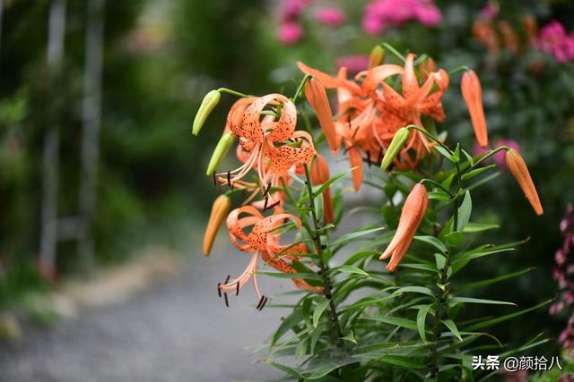 百合几月份开花，百合花什么时候开花（盛开在初夏的橙色花园）