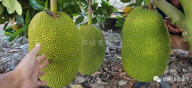菠萝蜜果树管理知识，菠萝蜜种植栽培管理技术