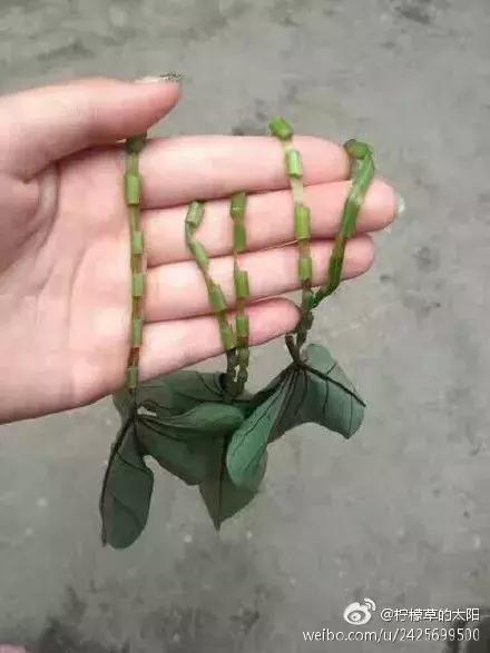 狼的诱惑 歌词，郎的诱惑mp3（90后看完集体泪奔......）