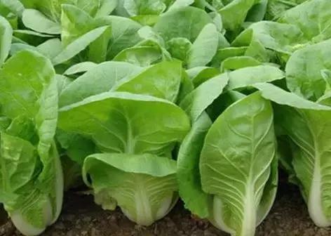 大头菜和卷心菜是一个菜吗，卷心菜和包菜的区别（12种蔬菜的N种四川喊法）