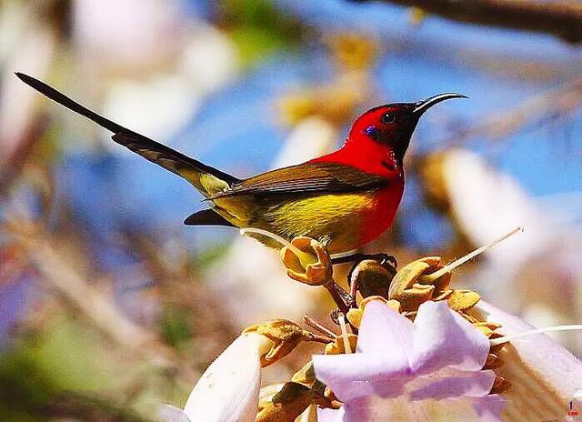 極樂鳥(極樂鳥花),極樂鳥科鳥類欣賞(極樂鳥之花)