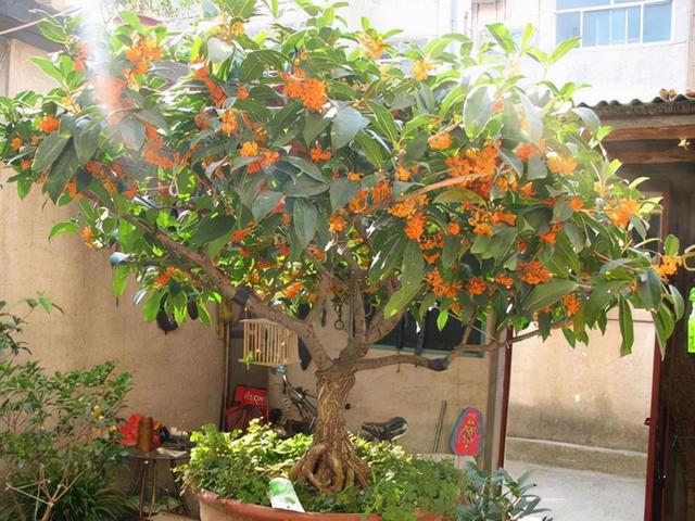 红桂花的功效与作用及食用方法，红桂花和黄桂花的区别（能吃能看还能养人）