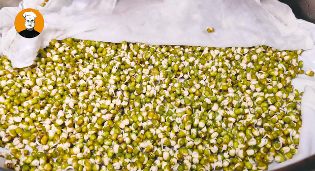 绿豆芽的生长过程，绿豆芽生长过程解说（还是老方法靠谱）