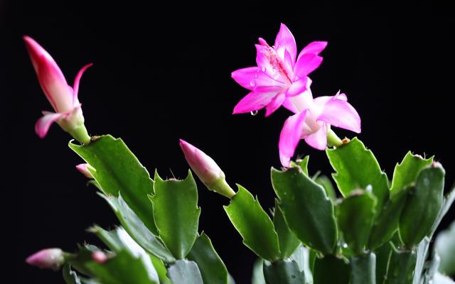 蟹爪兰怎么修剪，蟹爪兰什么时候修剪最好（蟹爪兰度夏“破败不堪”）