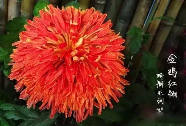 世界最美菊花80种太美了，金秋十月赏菊花——世界最美菊花80种送给您