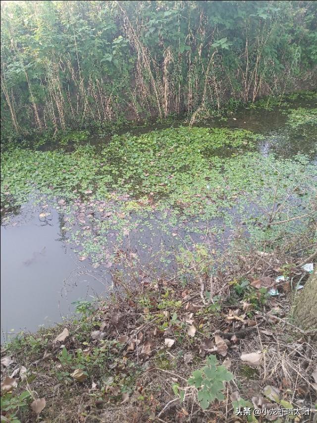 自己在家怎么养小龙虾，自己在家怎么养小龙虾苗（不买任何饲料投喂小龙虾）
