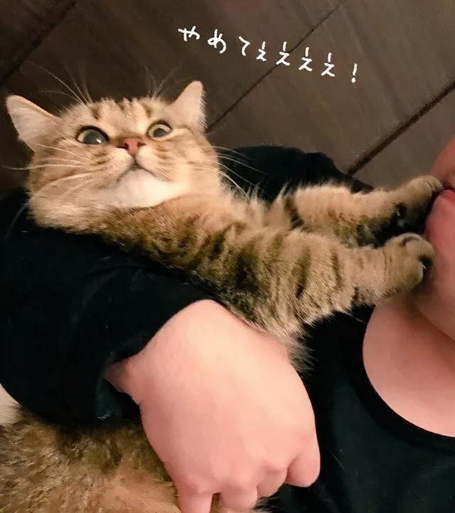 可爱表情包.抱我的小猫腿舔我的jio，微信头像，可爱表情包.抱我的小猫腿舔我的jio（却把评论区逼成了恋jio癖哈哈哈）