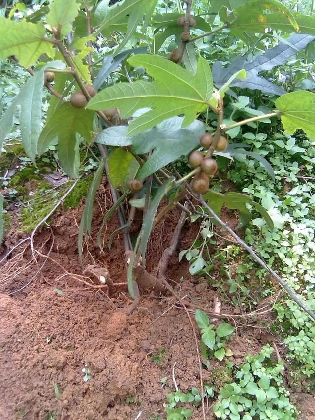 五指毛桃根，五指毛桃根须和根径哪个好（又能食用又能药用）