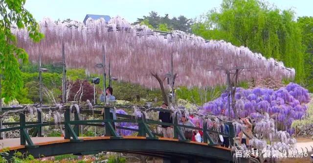 中国有紫藤花吗，紫藤花在中国什么地方盛开（紫藤、白玉藤、红玉藤、多花藤、重瓣藤。）