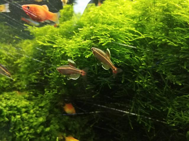 月亮鱼多少钱一条，月亮鱼的价格（预算不超200元，能不能养鱼）