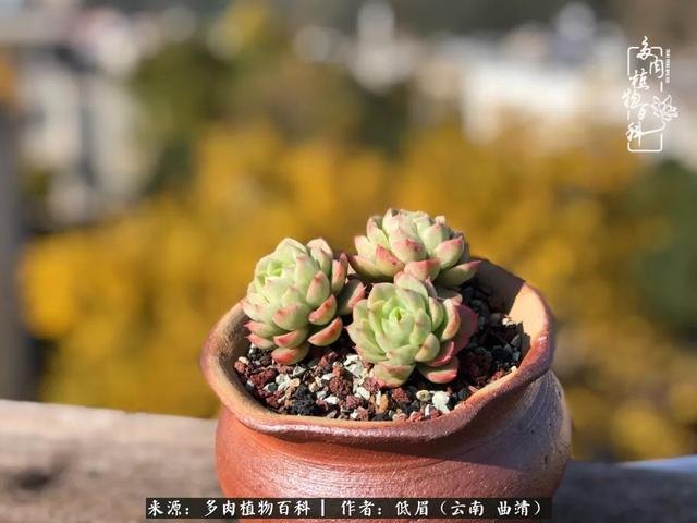 很丧很失望——低眉.，皱着眉头哭丧（陪你度过寒冷的圣诞平安夜图片）