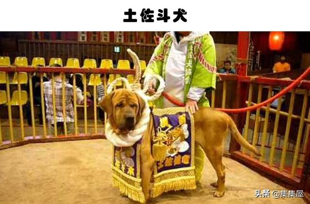 中国十个禁养狗，中国十大禁犬家养（在世界各地的城市里）