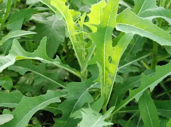 野苦荬菜的功效图片