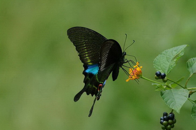 蝴蝶生活习性，蝴蝶王国（蝴蝶的生活环境和特点）