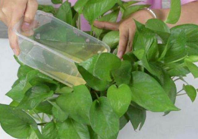 健康水浇花的正确方法，用这3种‘营养水’浇花