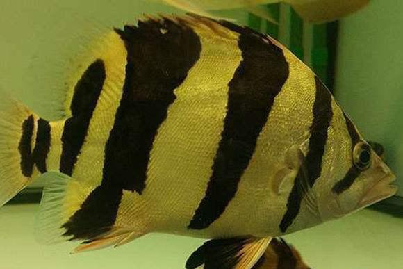 观赏鱼可以吃吗，观赏鱼锦鲤能吃吗（这些观赏鱼在原产地最初都是食用鱼）