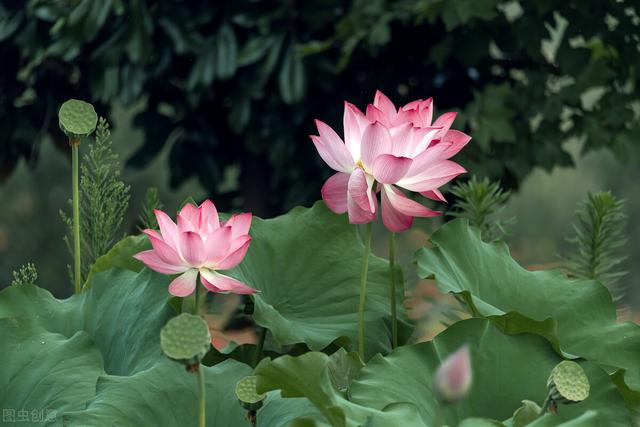 三秋桂子十里荷花，三秋桂子十里荷花化用的是哪首词（王昌龄一首夏日荷花诗）