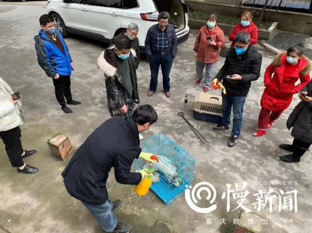 狐狸能养吗，重庆动物园：狐狸不适合家养（狐狸能养吗贵不贵）