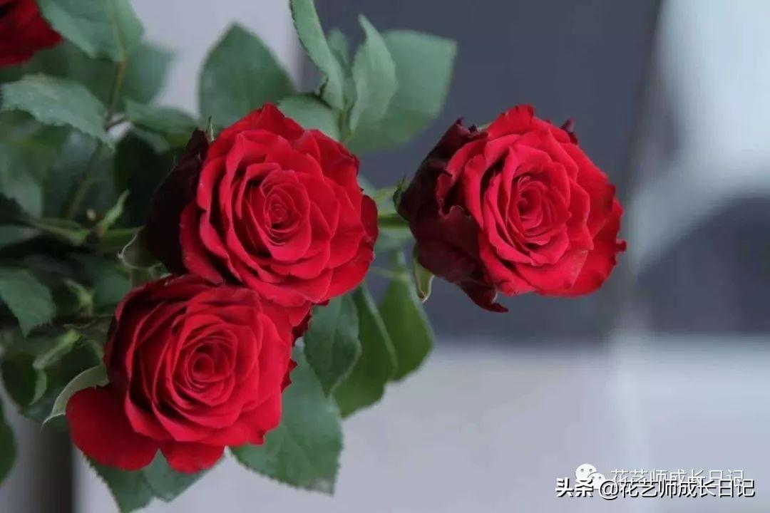 红玫瑰花语是什么(一支红玫瑰花代表什么意思)插图(7)