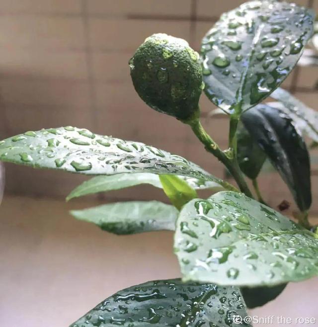 房前屋后种什么树好，在农村院前屋后必种的4种树（“5大鬼树”不要种）