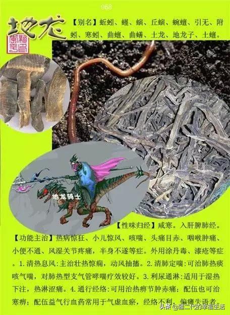 常见中草药图谱，中草药经典图谱（让你知道常用药都长啥样）