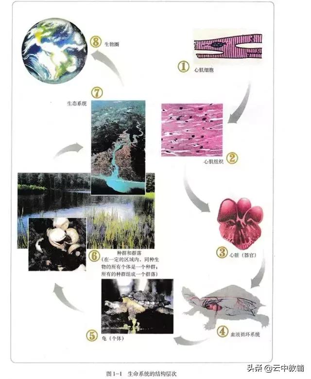 大肠杆菌菌落特征，大肠杆菌培养（一位高中生物老师分享对生物的理解）