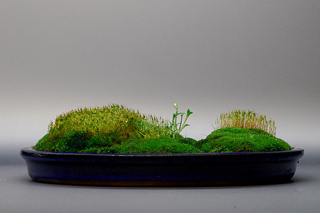 苔藓植物的主要特征,苔藓植物的主要特征(苔藓植物的主要特征)