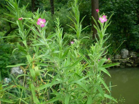 做清明果的草叫什么草，做清明果的那种草叫什么（春天不可错过的4种野菜）