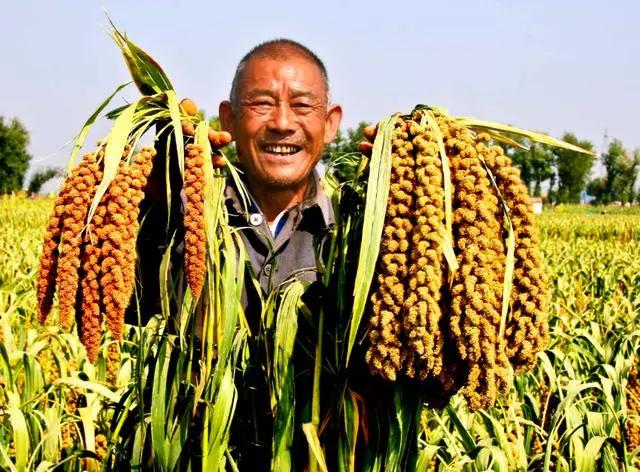 豆腐的做法大全家常，24种豆类杂粮大全（豆腐的做法大全家常）