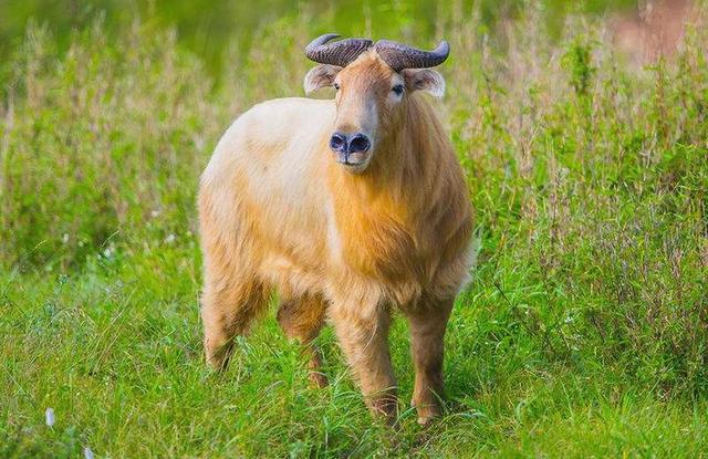 什么动物最容易摔跤，什么动物最容易摔跤的（碗口粗的树都能将其撞断）