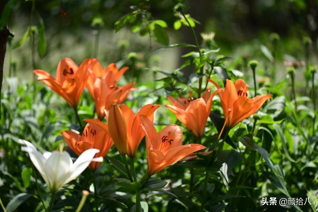 百合几月份开花，百合花什么时候开花（盛开在初夏的橙色花园）