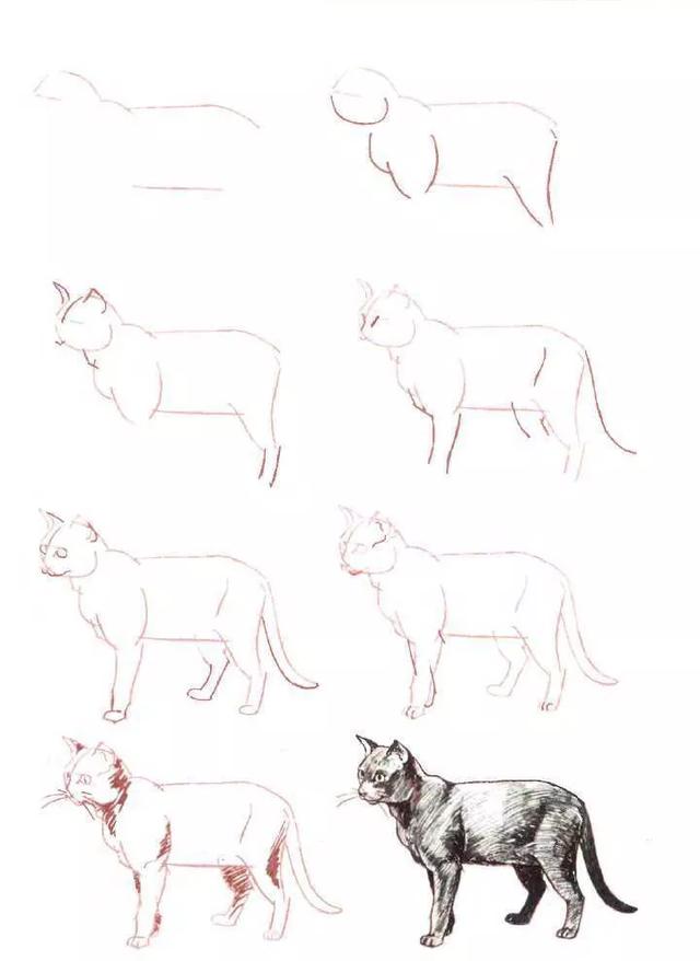 简笔画小猫教程，小猫简笔画一步一步教（8步教你学会画各种猫简笔画）