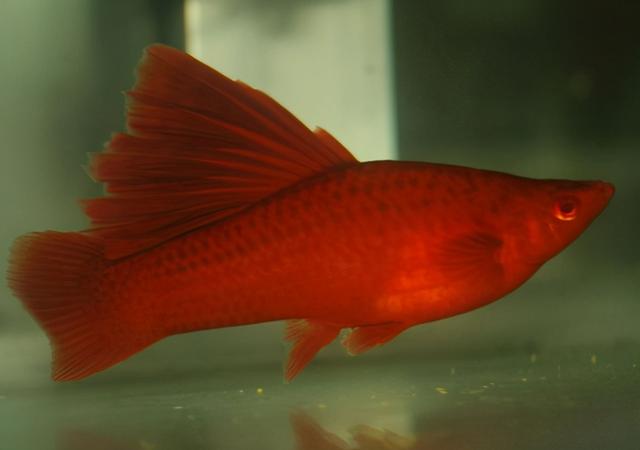 对对红的养殖方法和注意事项，对红怎么养,对红的养殖方法和注意事项（要学会创造条件）