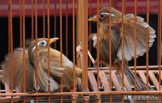 画眉鸟上性妙招，如何给画眉鸟提性（画眉鸟如何饲养斗性）