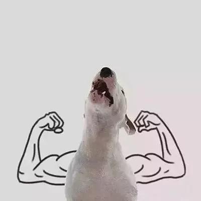 沙雕头像大全，沙雕头像（一批个性搞怪沙雕微信头像）