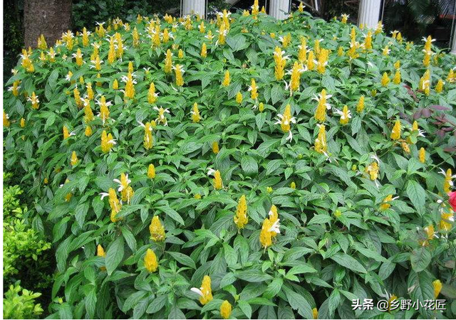 虾衣花怎么养，种植虾衣花有什么好处（这种外形酷似龙虾的家伙着实让人喜爱——虾衣花）