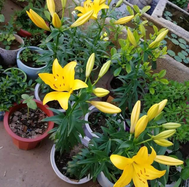 百合花的养殖方法和注意事项，百合花的养殖方法和注意事项是什么（盆栽百合花“养护要点”）