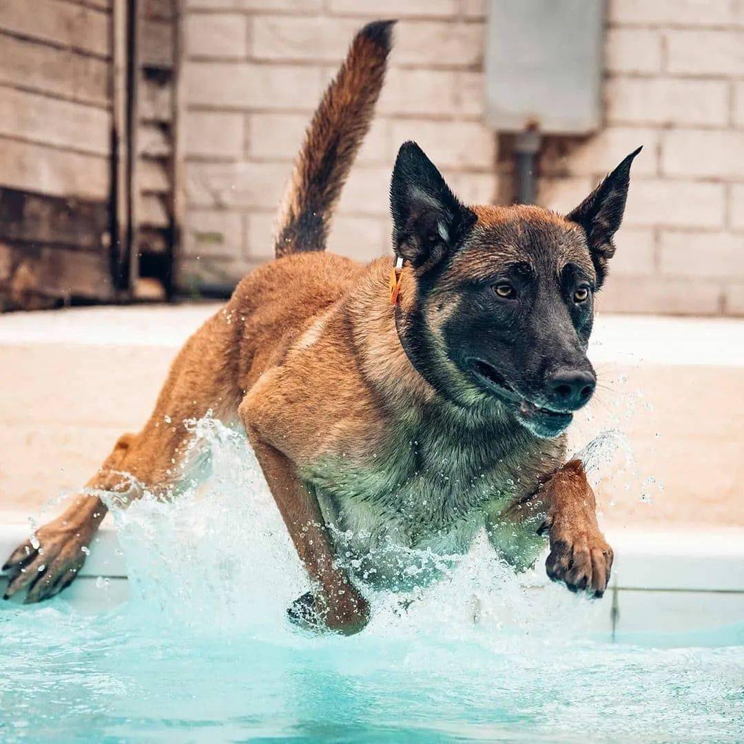 警犬马犬名字大全霸气图片