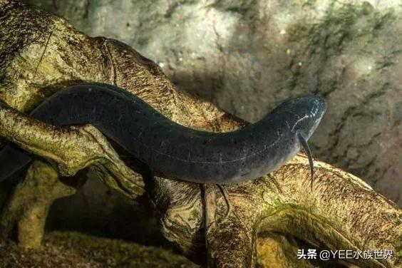 活化石中的活化石鱼，专家说它可能还在进化